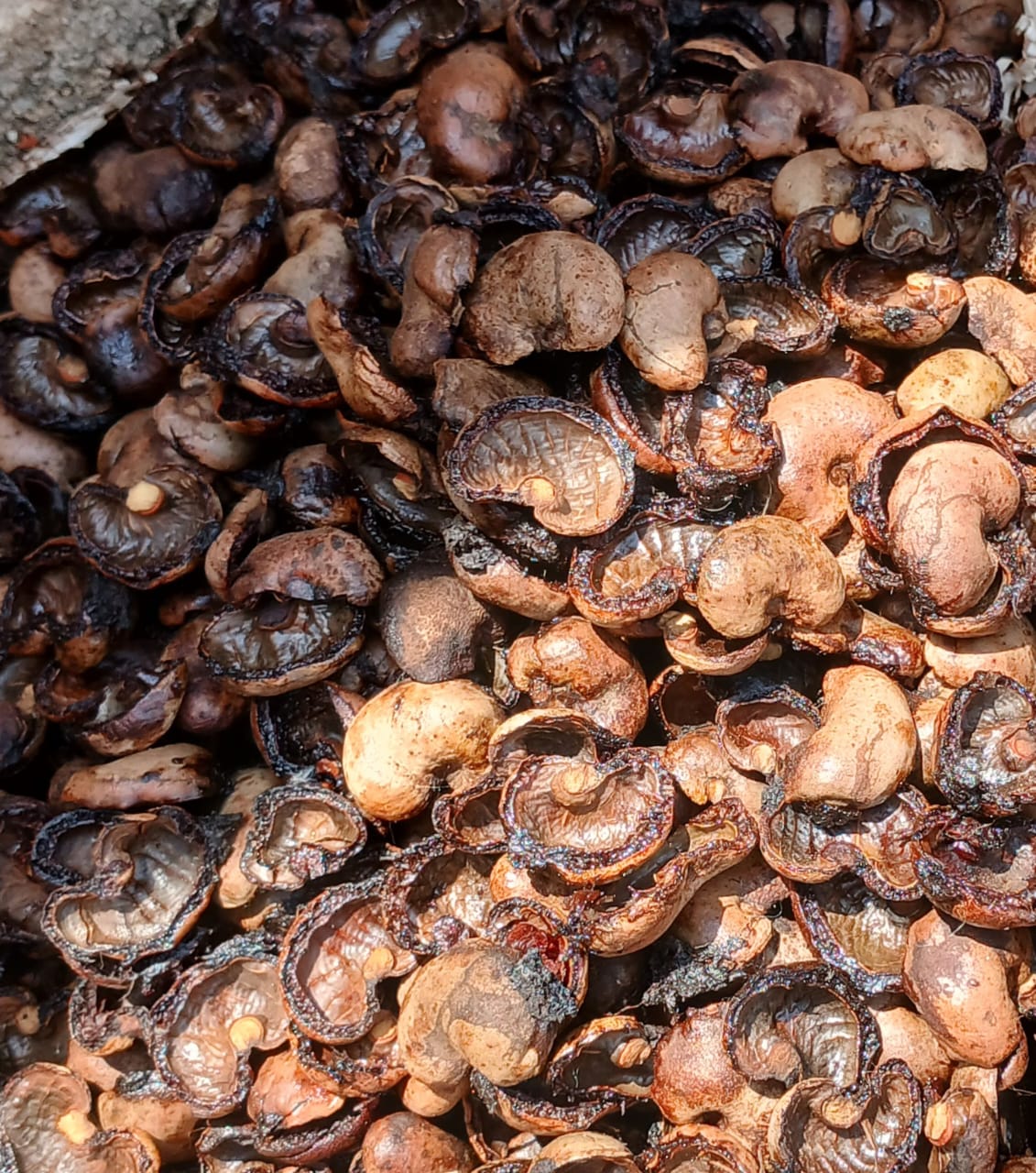 Cashew nut shells — source of CNSL